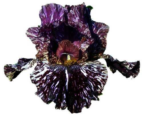 Photo of Tall Bearded Iris (Iris 'Peggy Anne') uploaded by Calif_Sue