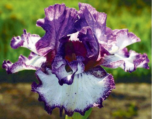 Photo of Tall Bearded Iris (Iris 'Momentous Occasion') uploaded by Calif_Sue