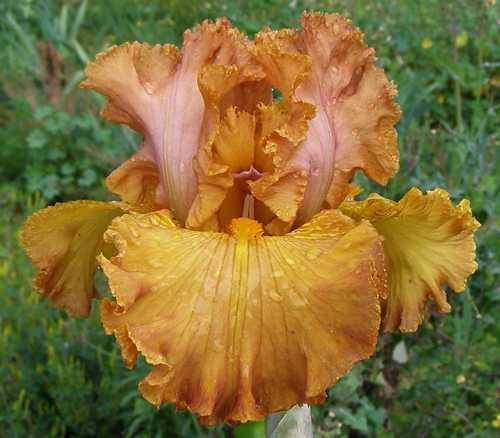 Photo of Tall Bearded Iris (Iris 'Coffee Song') uploaded by Calif_Sue
