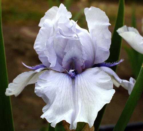 Photo of Tall Bearded Iris (Iris 'Blue Fin') uploaded by Calif_Sue