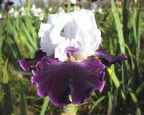 Photo of Tall Bearded Iris (Iris 'Hypnotizer') uploaded by Calif_Sue