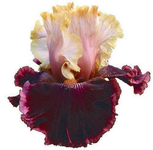 Photo of Tall Bearded Iris (Iris 'Raspberry Swirl') uploaded by Calif_Sue