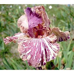 Photo of Tall Bearded Iris (Iris 'Broken Record') uploaded by Calif_Sue