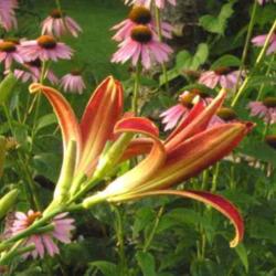 Location: Sun Garden Pittsford NY
Date: 2009-07-26
Exceptionally tall Spider variety.Great with Echinacias Summer Sk