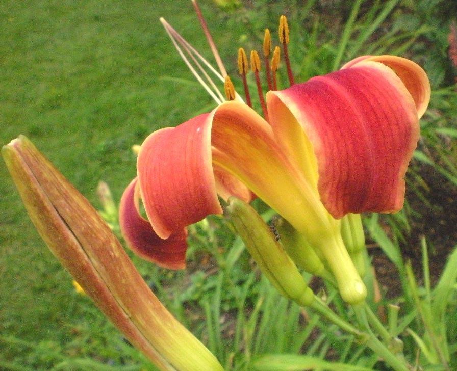Photo of Daylily (Hemerocallis 'Red Thrill') uploaded by ge1836