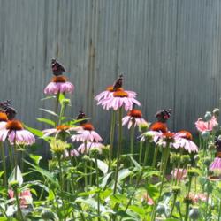 Location: central Illinois
Date: summer
Red Admiral Convention