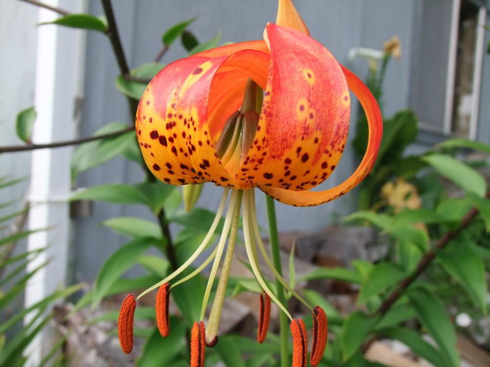 Photo of Lily (Lilium 'Milden Red Ball') uploaded by mnorberry