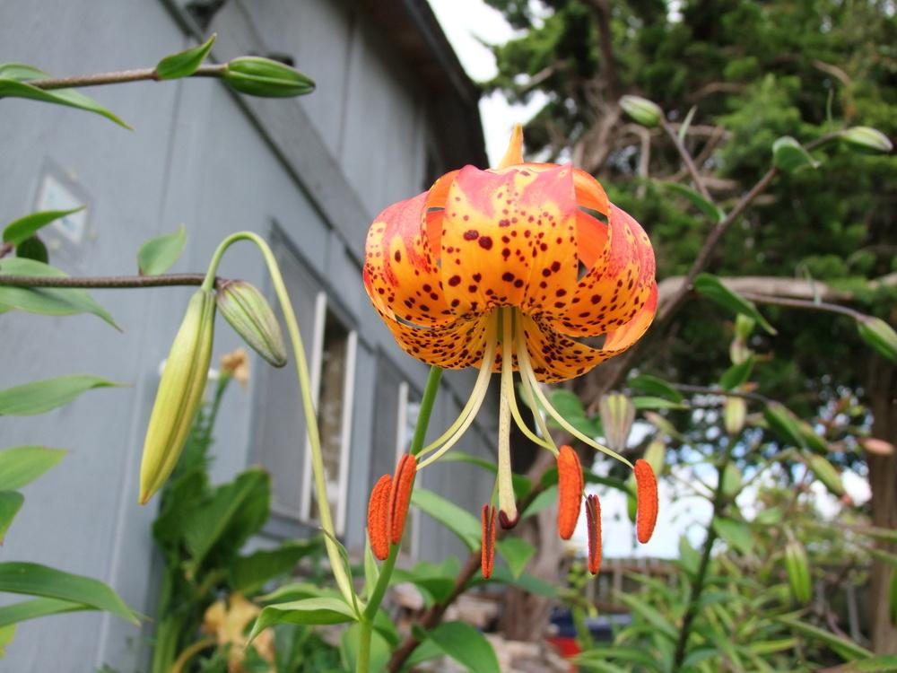 Photo of Lily (Lilium 'Milden Red Ball') uploaded by mnorberry