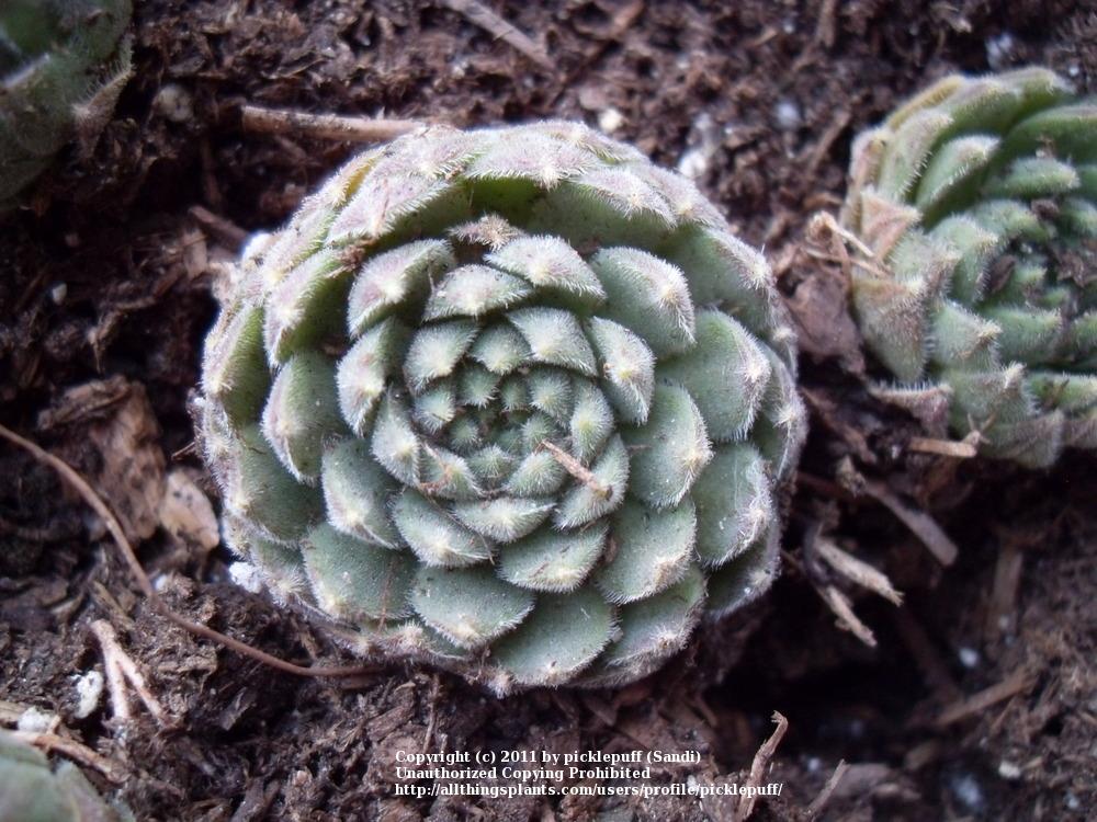 Photo of Hen and Chicks (Sempervivum 'Pacific Rim') uploaded by picklepuff