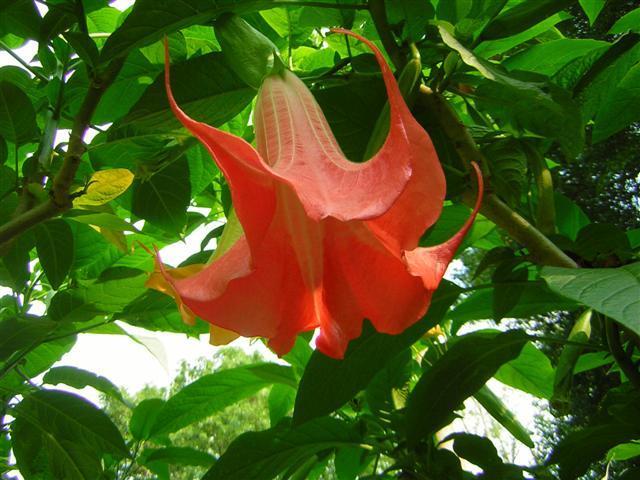 Photo of Angel Trumpet (Brugmansia 'Painted Lady') uploaded by violabird
