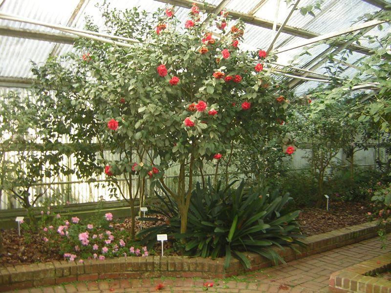 Photo of Japanese Camellia (Camellia japonica 'Kramer's Supreme') uploaded by violabird