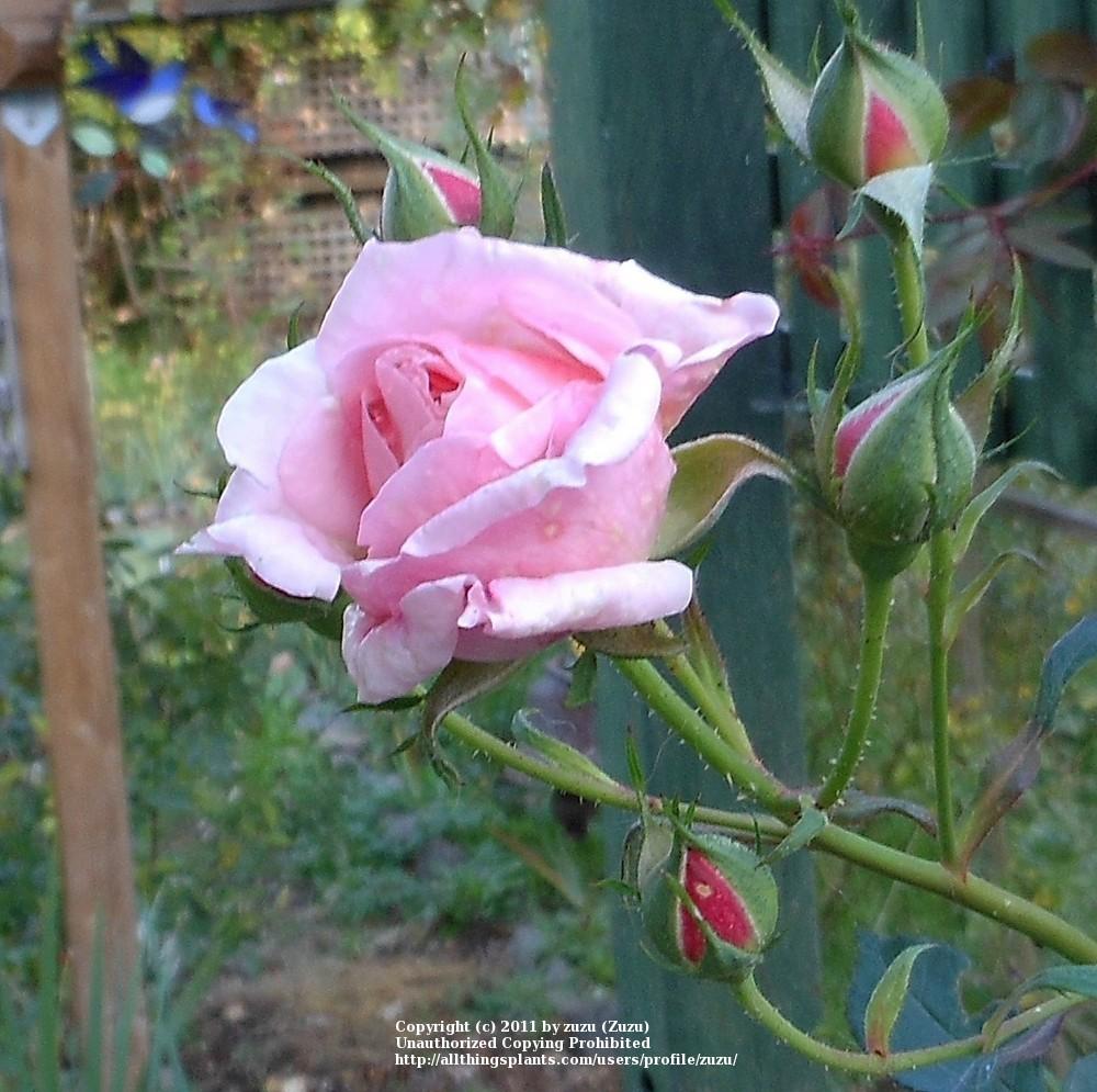 Photo of Rose (Rosa 'Pinocchio') uploaded by zuzu