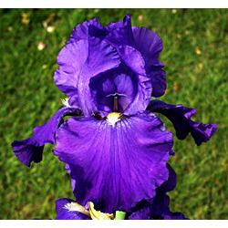 Photo of Tall Bearded Iris (Iris 'Feed Back') uploaded by Calif_Sue
