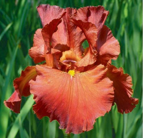 Photo of Tall Bearded Iris (Iris 'Lest We Forget') uploaded by Calif_Sue