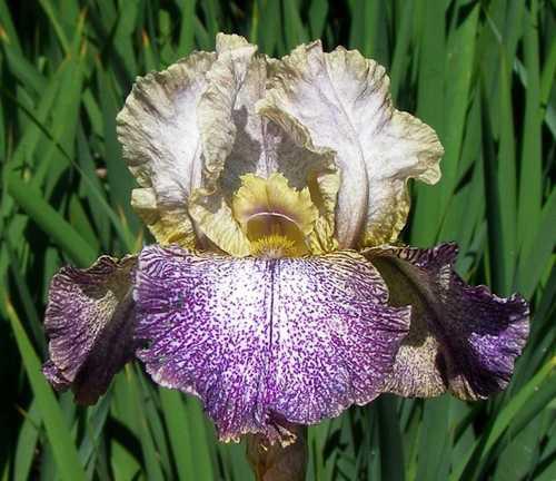Photo of Tall Bearded Iris (Iris 'Dots and Splashes') uploaded by Calif_Sue