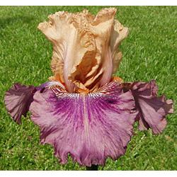 Photo of Tall Bearded Iris (Iris 'Double Exposure') uploaded by Calif_Sue