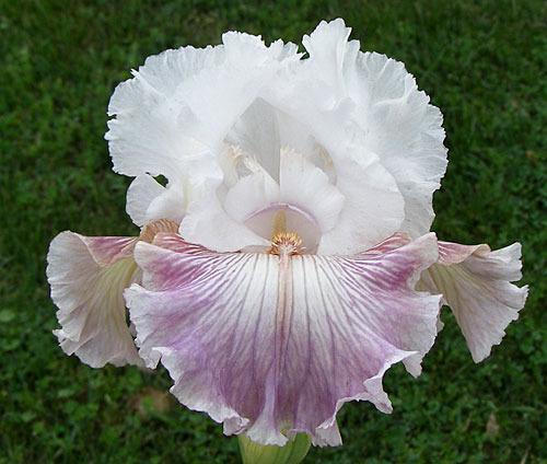 Photo of Tall Bearded Iris (Iris 'Sharp Edge') uploaded by Calif_Sue