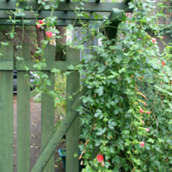 Location: In Zuzu's garden
Date: 2011-11-22
On Zuzu's garden gate