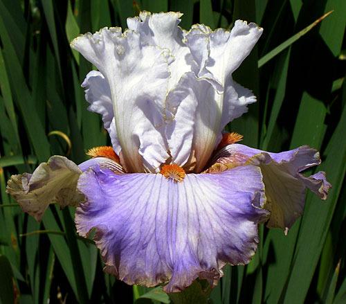Photo of Tall Bearded Iris (Iris 'Wired') uploaded by Calif_Sue