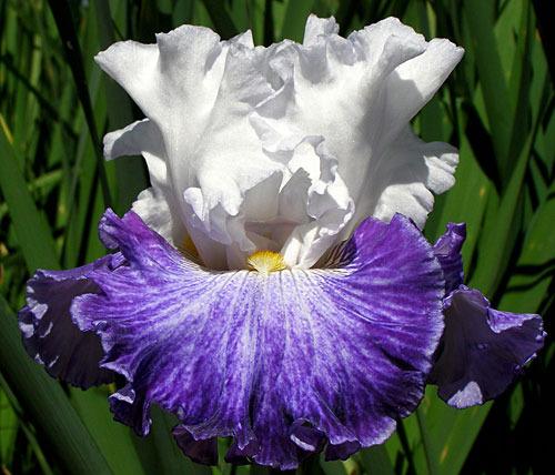 Photo of Tall Bearded Iris (Iris 'Cold Creek') uploaded by Calif_Sue