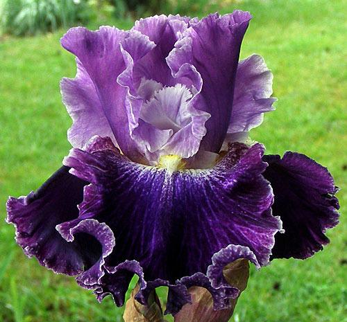 Photo of Tall Bearded Iris (Iris 'Duplication') uploaded by Calif_Sue