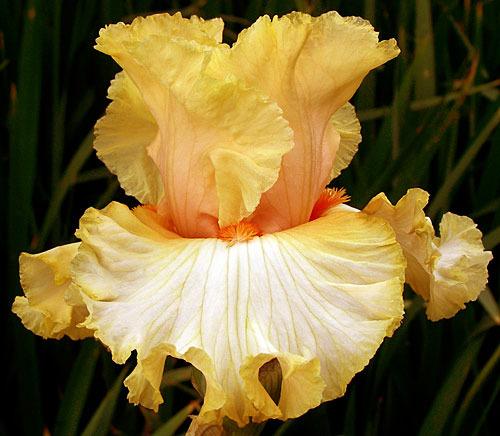 Photo of Tall Bearded Iris (Iris 'Mimosa') uploaded by Calif_Sue