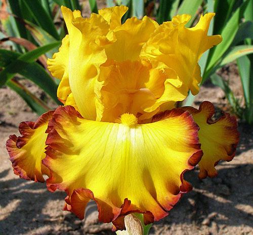 Photo of Tall Bearded Iris (Iris 'Rim of Fire') uploaded by Calif_Sue