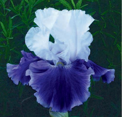 Photo of Tall Bearded Iris (Iris 'Snow Melt') uploaded by Calif_Sue