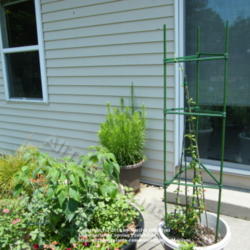 Location: My garden in Kentucky
Date: 2010-06-01
Early growth