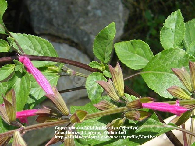 Photo of Salvia 'Wendy's Wish' uploaded by Marilyn