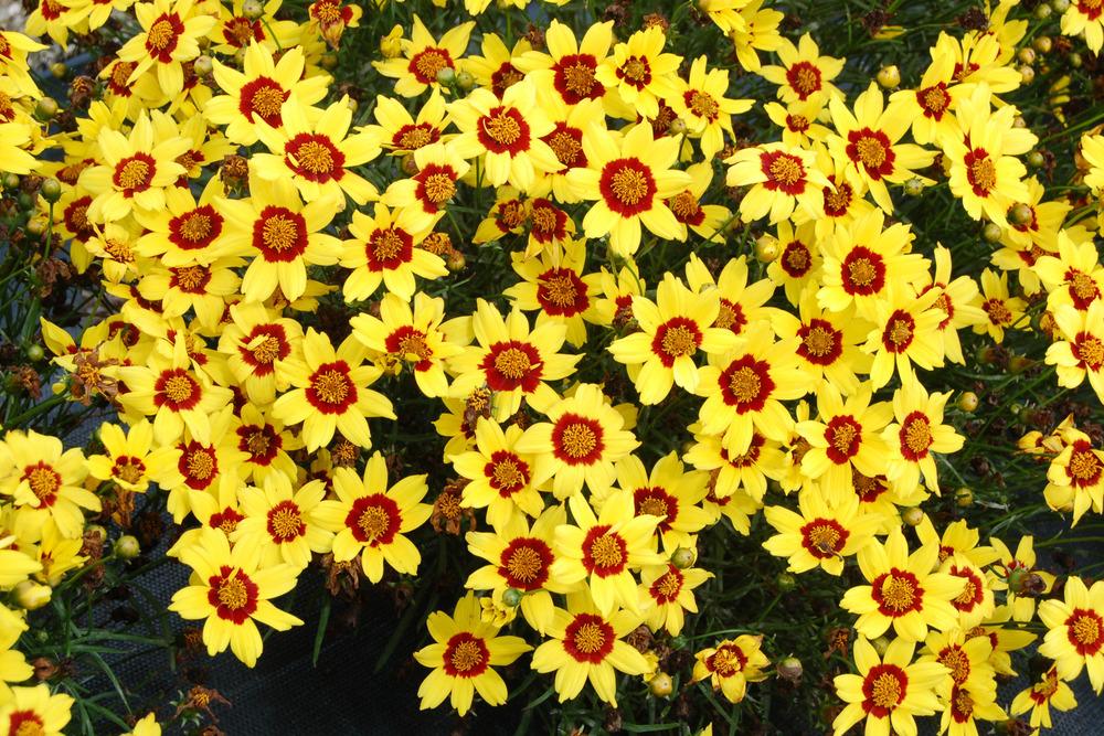 Photo of Tickseed (Coreopsis 'Gold Nugget') uploaded by NJBob