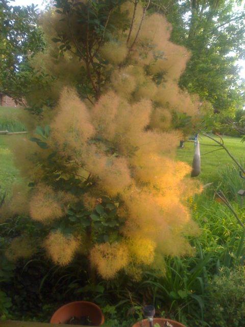 Photo of American Smoke Tree (Cotinus obovatus) uploaded by Sharon