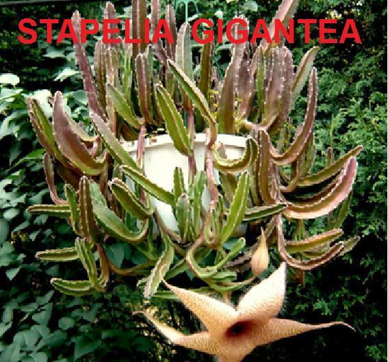 Photo of Starfish Plant (Ceropegia gigantea) uploaded by Stush2019