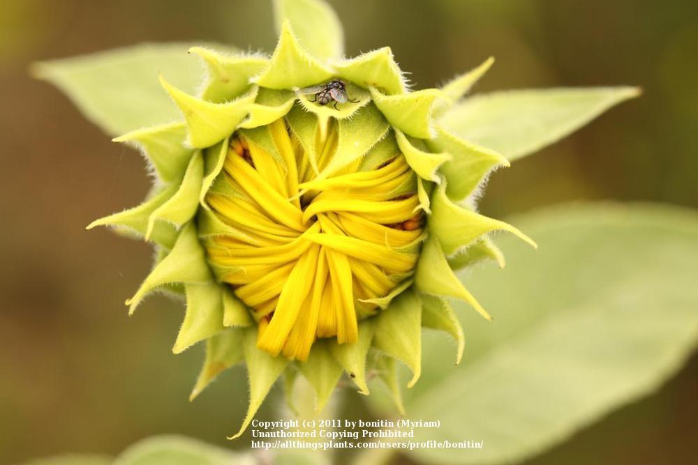 Photo of Sunflowers (Helianthus annuus) uploaded by bonitin