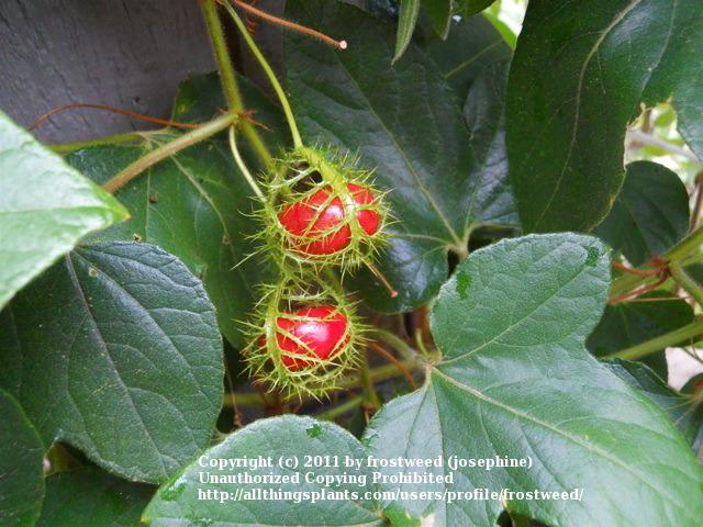 Photo of Passion Vine (Passiflora foetida) uploaded by frostweed