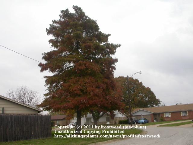 Photo of Bald Cypress (Taxodium distichum) uploaded by frostweed