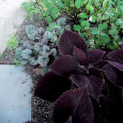 Location: Part Shade Zone 6
Date: 2011-07-15
Pictured here with Dales Strain heuchera.