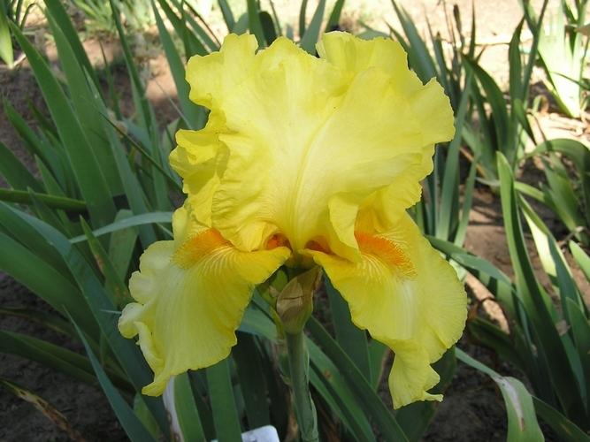 Photo of Tall Bearded Iris (Iris 'Cote d'Or') uploaded by irisfarmer