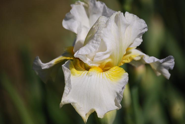 Photo of Tall Bearded Iris (Iris 'Be a Dream') uploaded by irisfarmer
