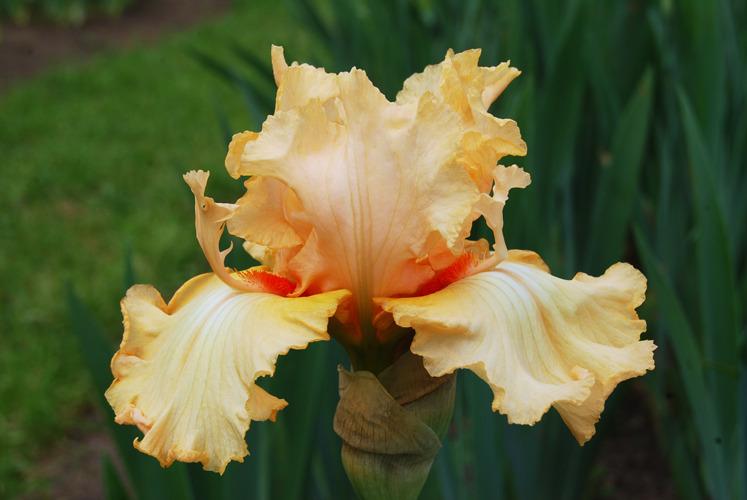 Photo of Tall Bearded Iris (Iris 'Capricious Candles') uploaded by irisfarmer