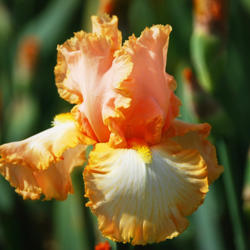 Location: Pleasants Valley Iris Farm, Vacaville CA
Date: 2011-04-25