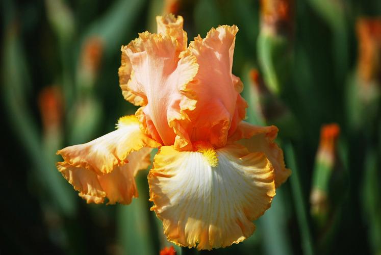 Photo of Tall Bearded Iris (Iris 'Barbara My Love') uploaded by irisfarmer