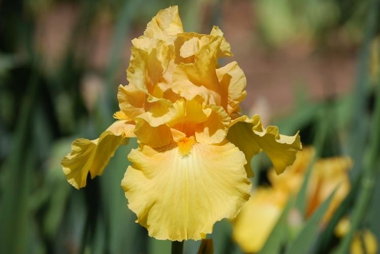 Photo of Tall Bearded Iris (Iris 'Black Hills Gold') uploaded by irisfarmer