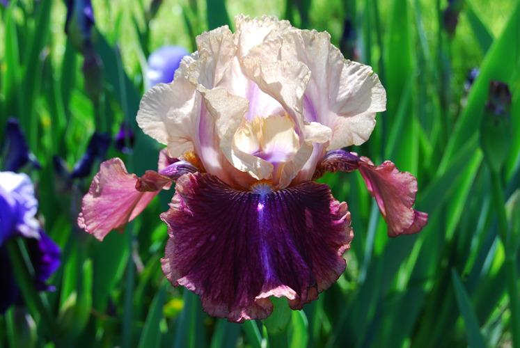 Photo of Tall Bearded Iris (Iris 'Crimson Snow') uploaded by irisfarmer