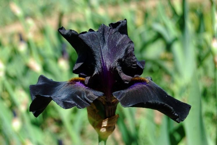 Photo of Tall Bearded Iris (Iris 'Before the Storm') uploaded by irisfarmer