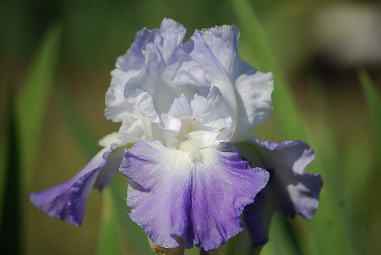 Photo of Tall Bearded Iris (Iris 'Clarence') uploaded by irisfarmer