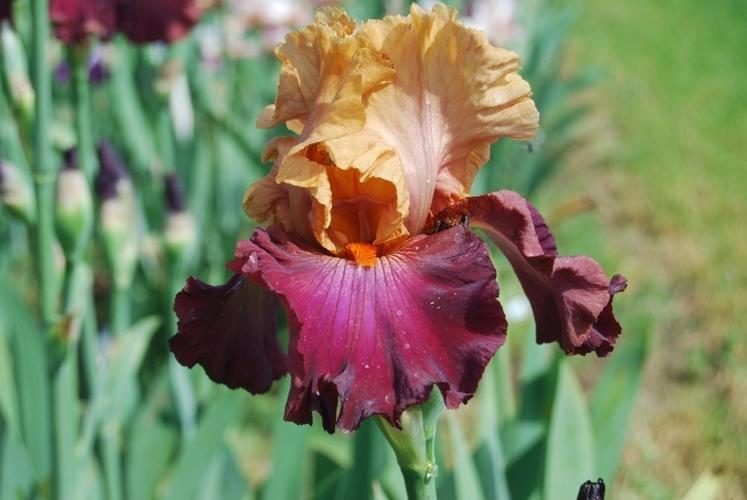 Photo of Tall Bearded Iris (Iris 'Chinese New Year') uploaded by irisfarmer