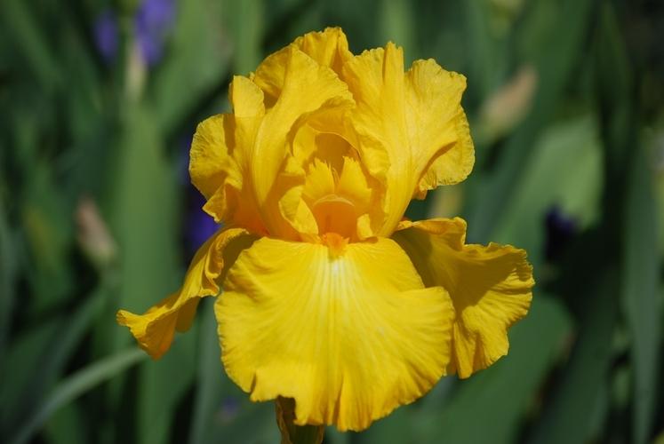 Photo of Tall Bearded Iris (Iris 'Banana Frappe') uploaded by irisfarmer