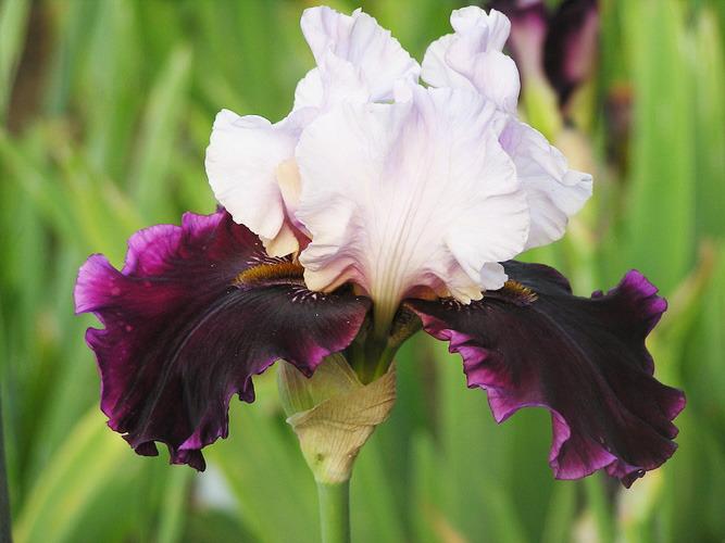 Photo of Tall Bearded Iris (Iris 'Brazilian Holiday') uploaded by irisfarmer