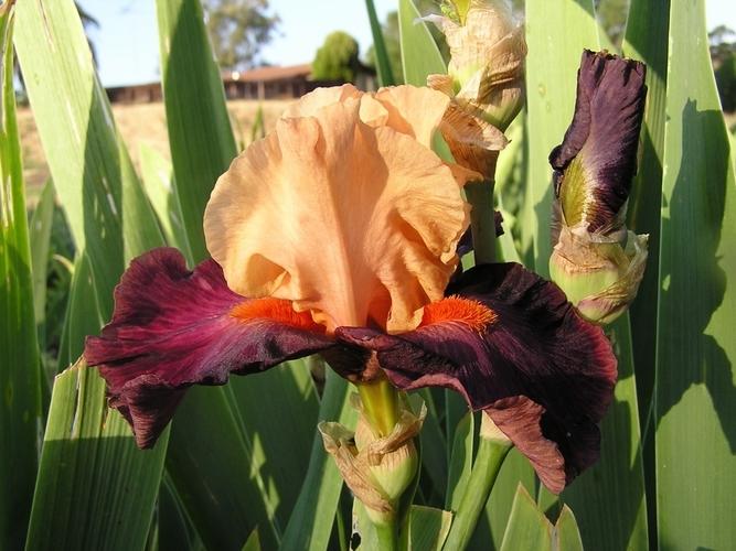 Photo of Tall Bearded Iris (Iris 'Braggadocio') uploaded by irisfarmer